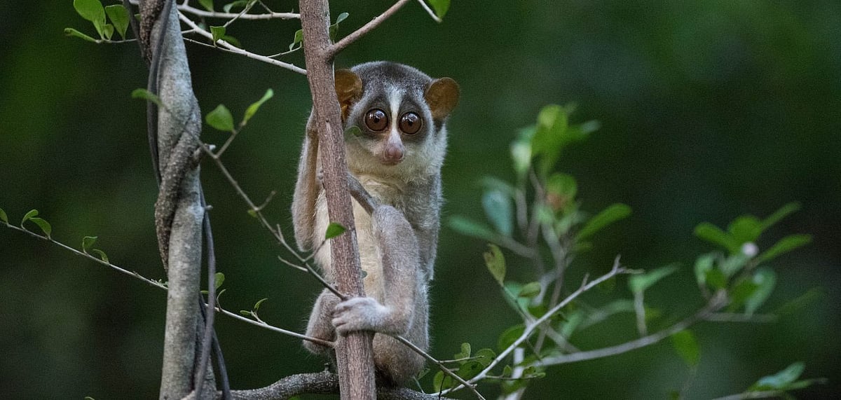 Slender loris are a nocturnal and slow-moving primate found in the dry areas of the Dindigul district. Credit Shutterstock