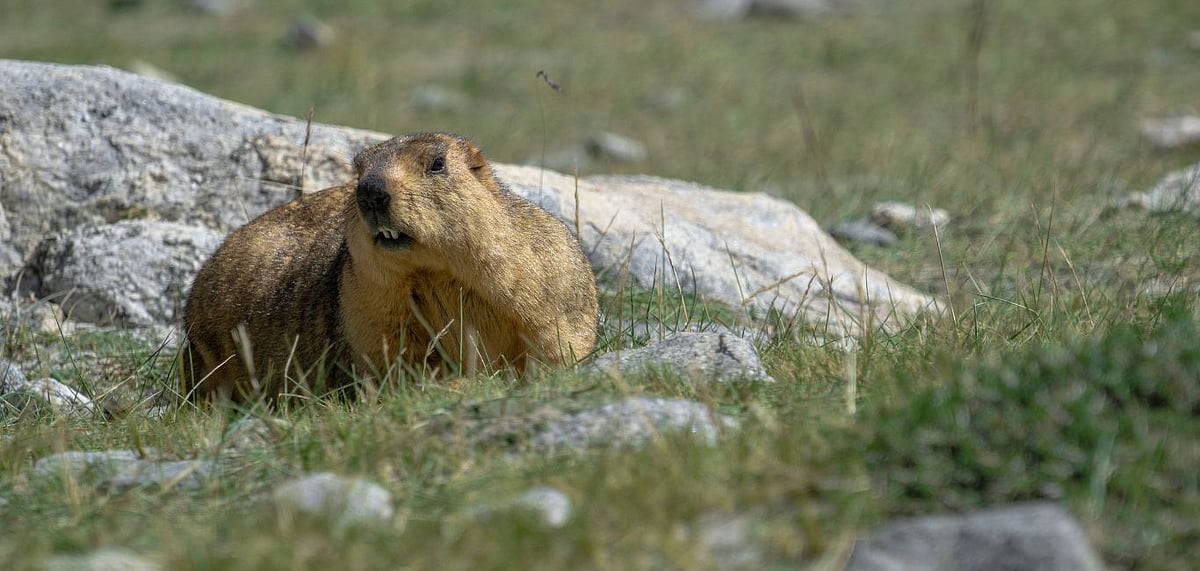 Marmots thriving in the Himalayan reaches have been captured in photographs now. Credit Shutterstock