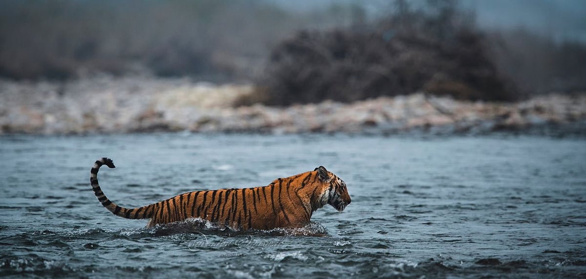 Madhai is a picturesque place away from the chaos of the city. Credit Shutterstock