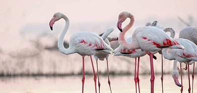 Shutterstock : Representative image