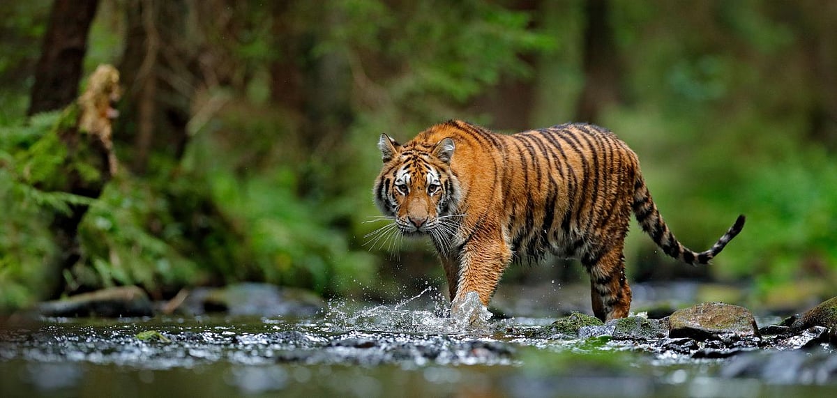 6 Places To Spot Tigers In India And Around The World