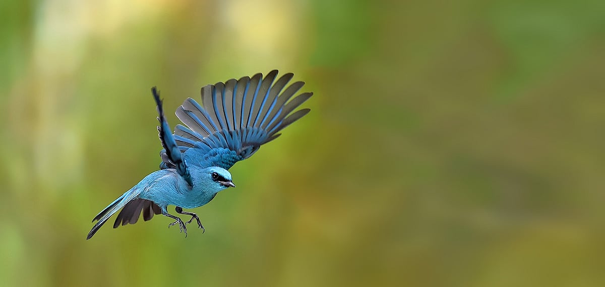 A verditer flycatcher in flight