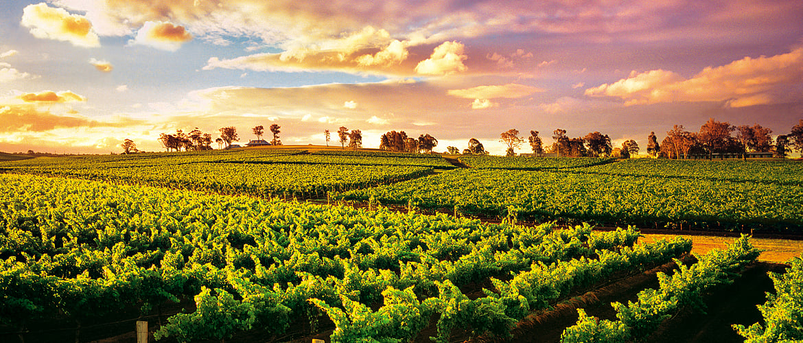 Vineyards in the Hunter Valley region of New South Wales, Australia