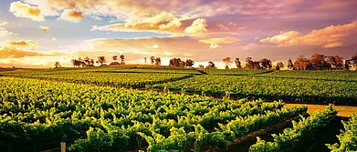 Vineyards in the Hunter Valley region of New South Wales, Australia