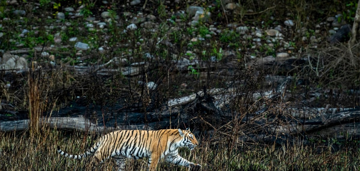 Dudhwa Tiger Reserve 