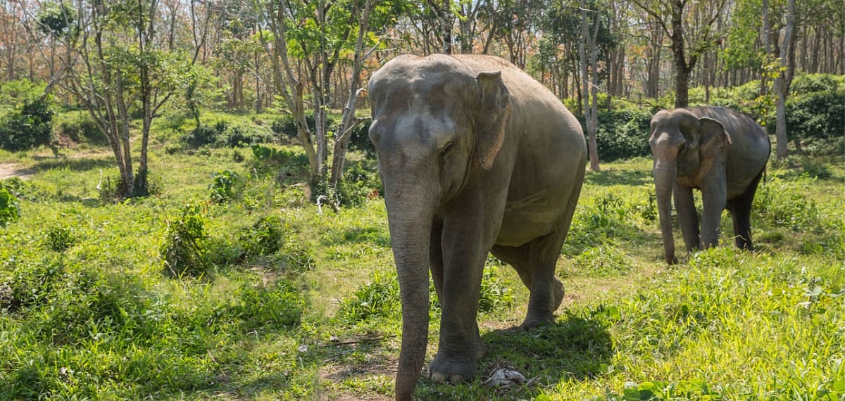 Phuket Elephant Sanctuary, Thailand 