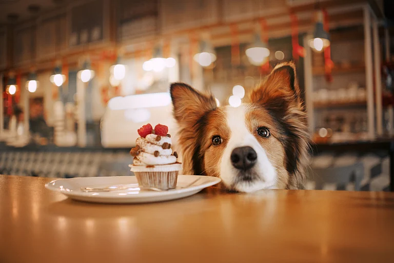 Delhi NCR has many pet-friendly cafes, with an exclusive menu for your furry friend - null