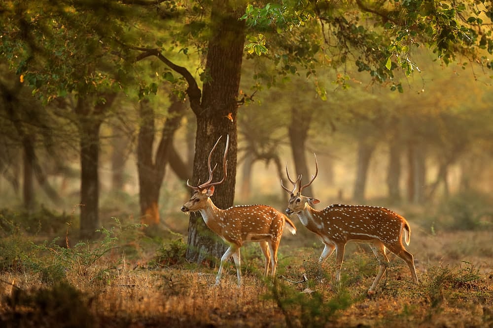 Shutterstock.com : Spotted deers in their natural habitat 