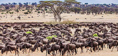 The annual migration of white-bearded wildebeest in Serengeti National Park, Tanzania