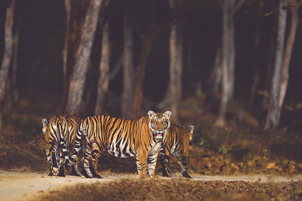 Life Behind The Lens With Wildlife Photographer Yashas Narayan