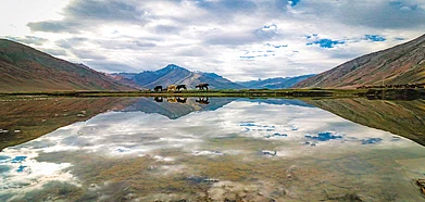 Livestock graze near glassy waters