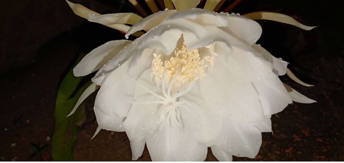 Brahma Kamal in Uttarakhand. Photo Credit Shutterstock