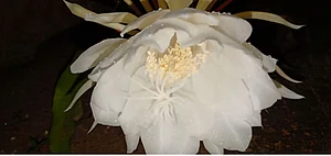 Brahma Kamal in Uttarakhand. Photo Credit Shutterstock