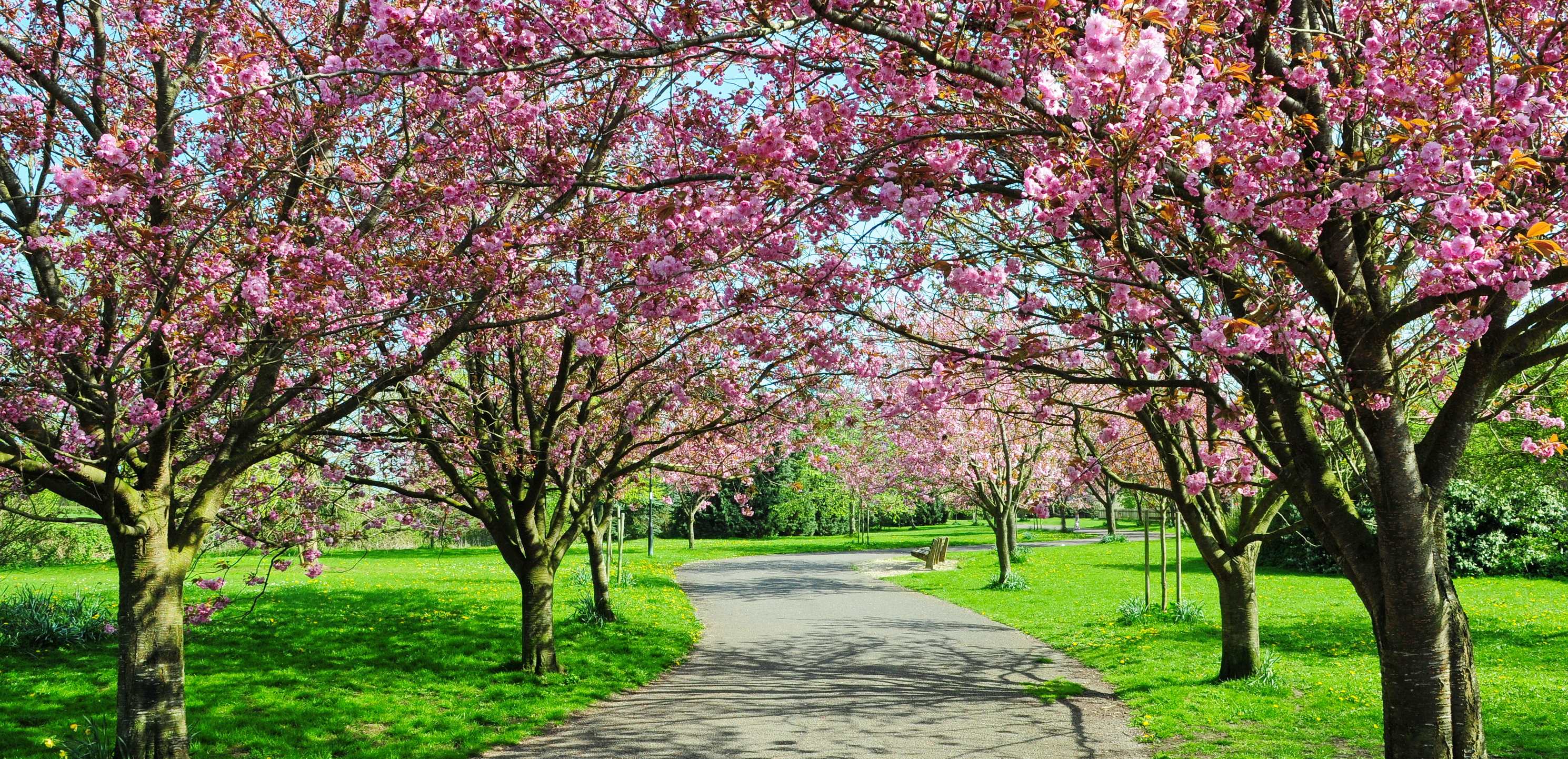 Cherry Blossoms Spring Up Early In ShillongAnd Theres A Festival To Celebrate It Too