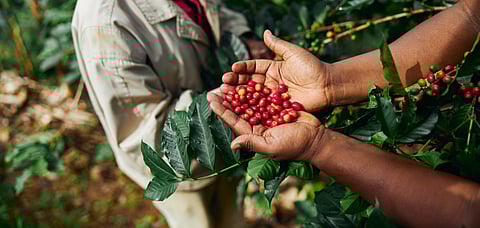 There are several unique coffees available around the world. 