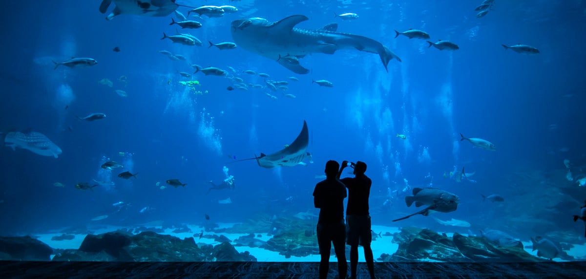 Aquariums are a source of fun and entertainment for many people. Credit Shutterstock