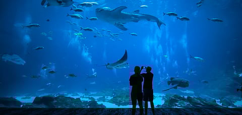 Aquariums are a source of fun and entertainment for many people