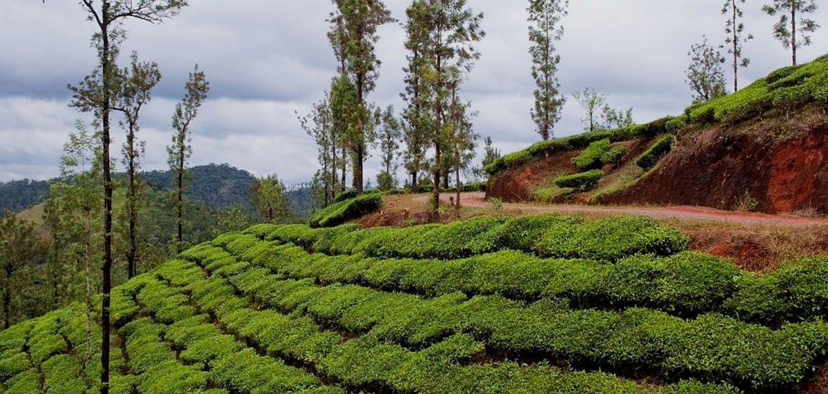 Vythiri is known for being the least populated in Kerala. Credit Shutterstock