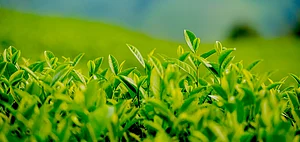 Fresh tea buds
