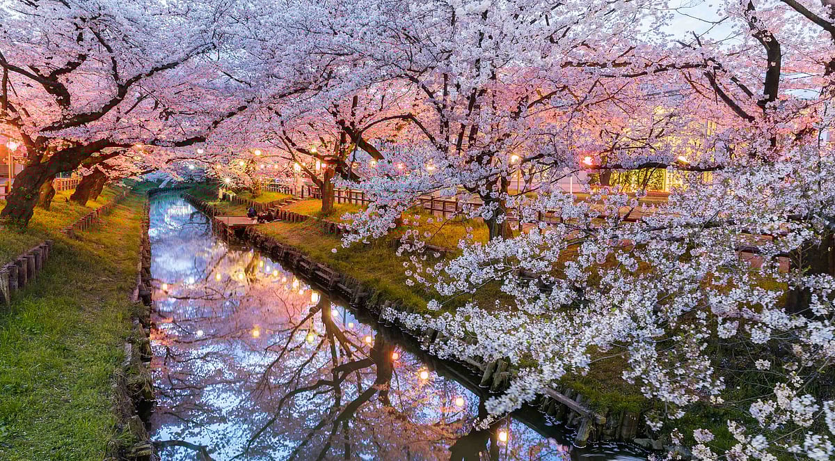 Cherry blossoms are just around the corner in Japan