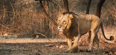 Exploring The Wildlife Gem Of Gujarat Sasan Gir