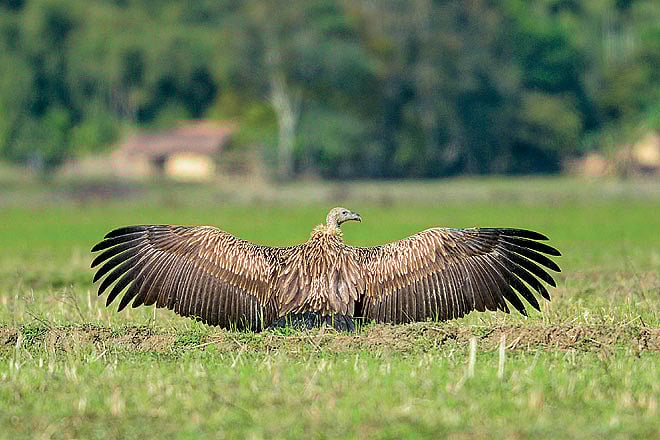 The feathered flock of Arunachal Pradesh