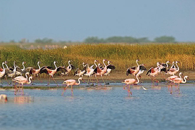 Visit Little Rann of Kutch this winter
