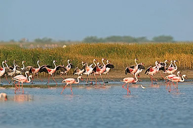 Visit Little Rann of Kutch this winter