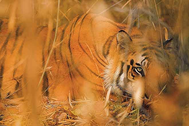Tigers are truly back in Panna