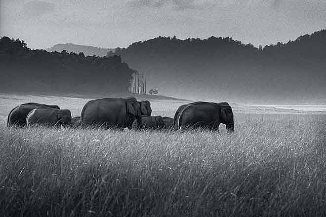 The wild things of Corbett