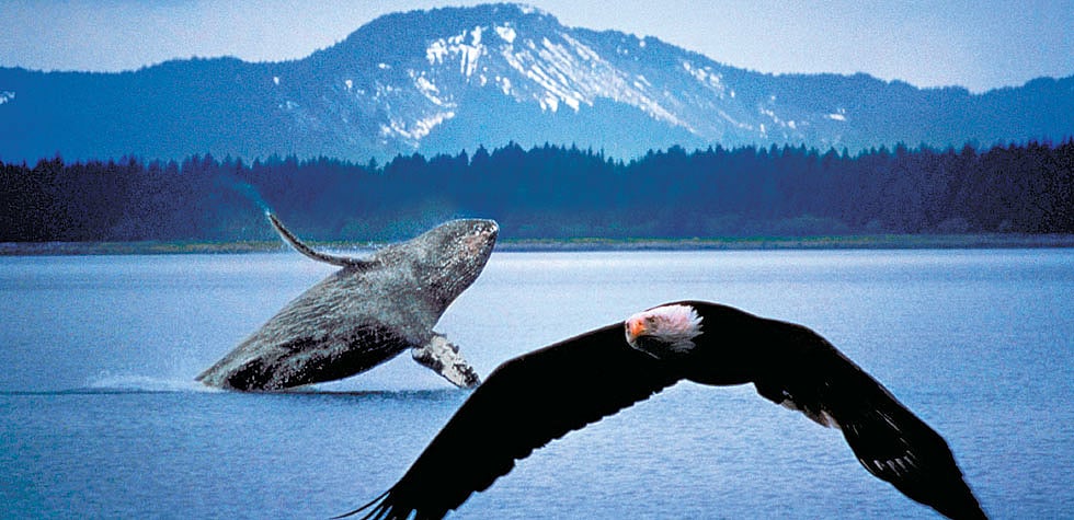 A humpback whale and a bald eagle on the North Atlantic Ocean