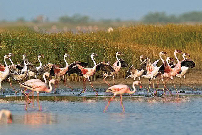 Birding in the Rann of Kutch