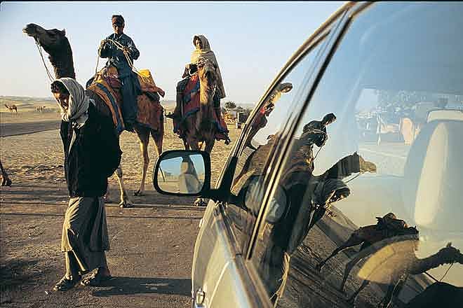 Only male camels are used for rides