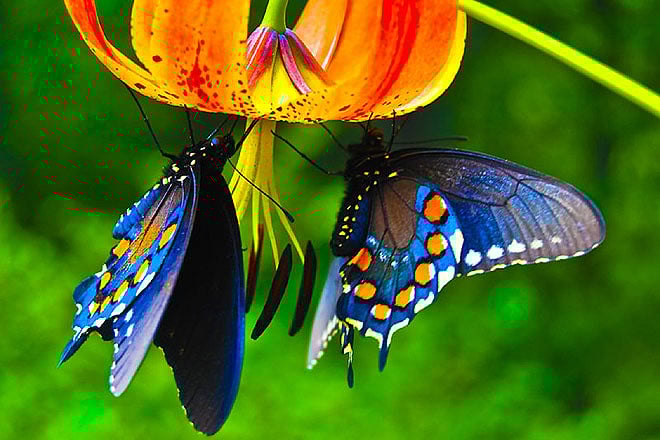 Have breakfast with the butterflies