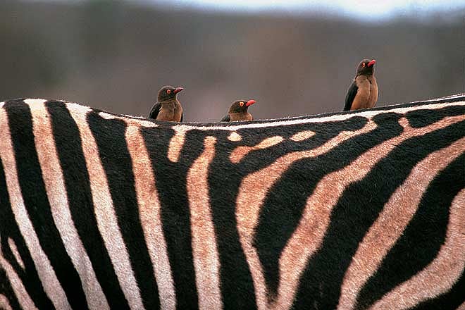 A wildlife lovers heaven - Kruger National Park