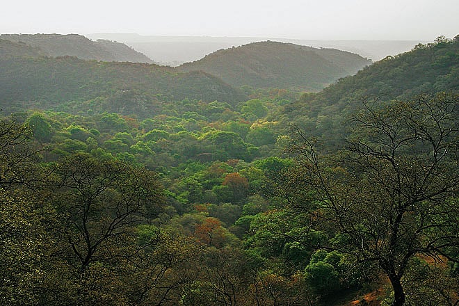 Delhi The Woods of Mangarbani