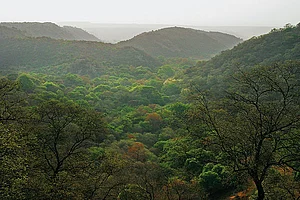 Delhi The Woods of Mangarbani