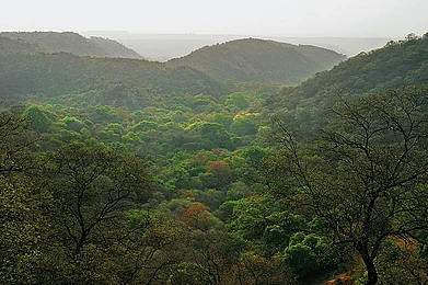 Delhi The Woods of Mangarbani