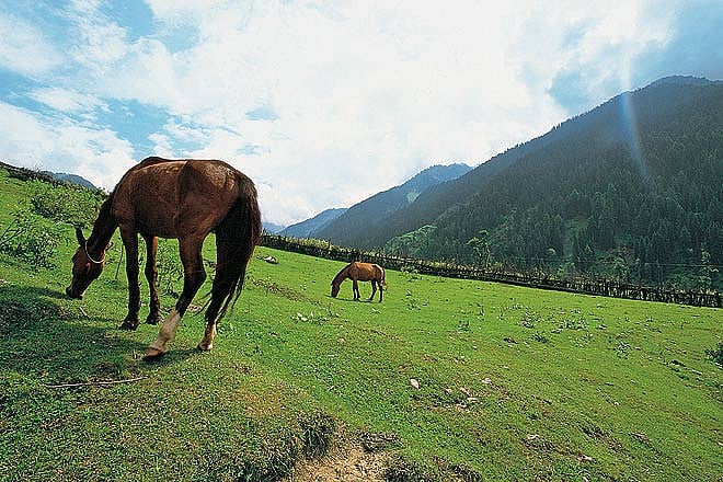 Kolahoi Glacier Trek