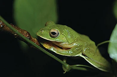 The hinterlands of Goa