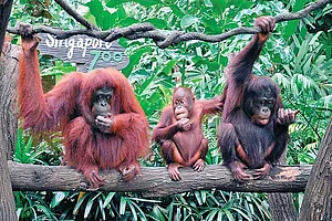 Breakfast with orangutans