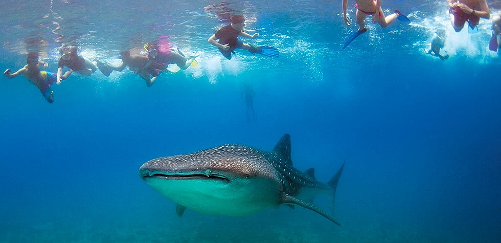The whale shark, the gentle giant of the Maldivian seas