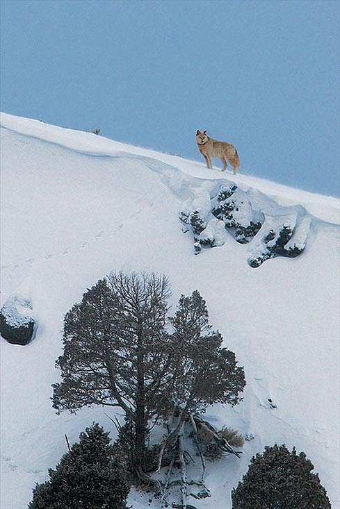 A white wolf makes an appearance on a ridge line in the Southern Alps