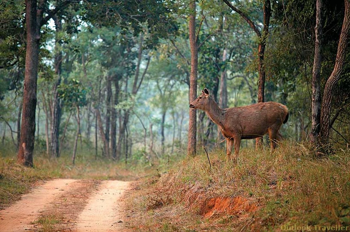 A female sambar in Satpura National Park