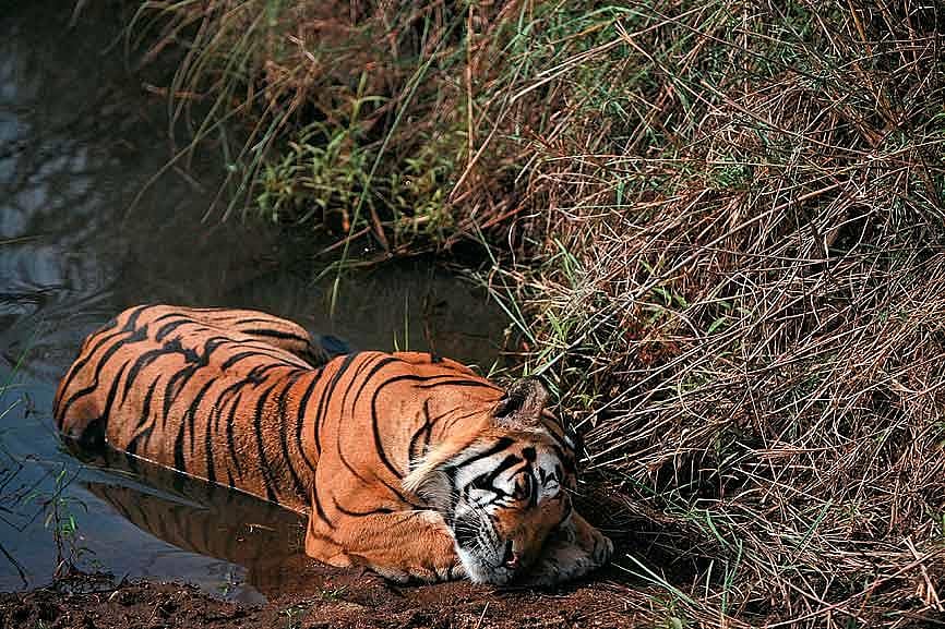 A tigress cools off in a small pool of water