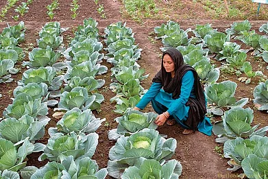 Flowering cabbages