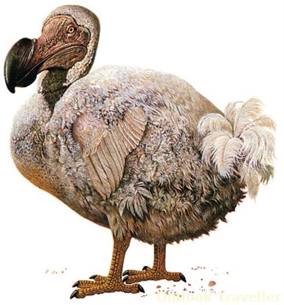 The extinct Dodo bird