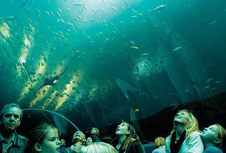 Georgia Aquarium - world's biggest aquarium and home to half a million species - null