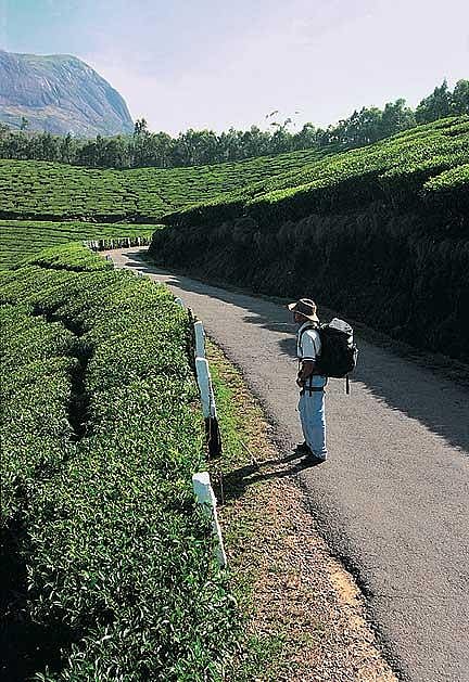 Tea trails in the Nilgiris also double as birding tours