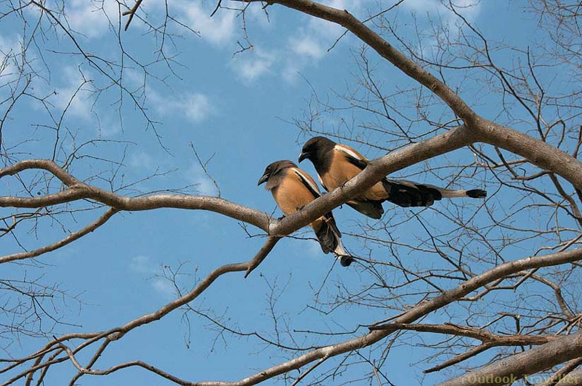 A pair of Indian Treepies